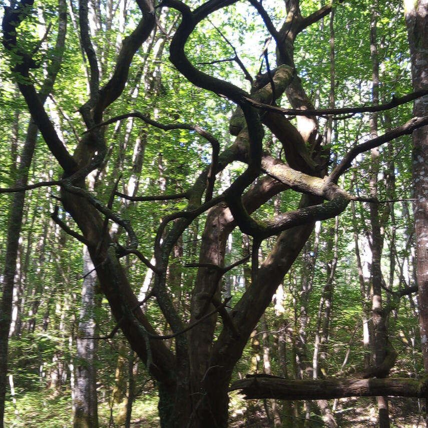 arbre tortueux dans une forêt